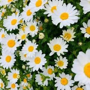 Meet your Posher, Cayden